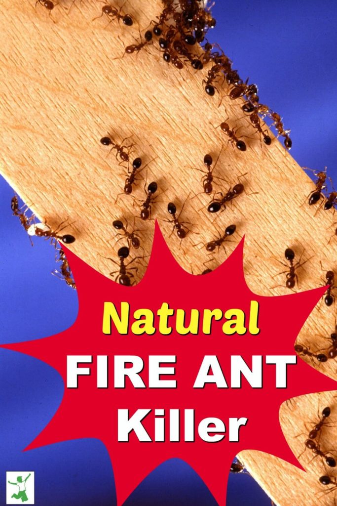 safe fire ant killer