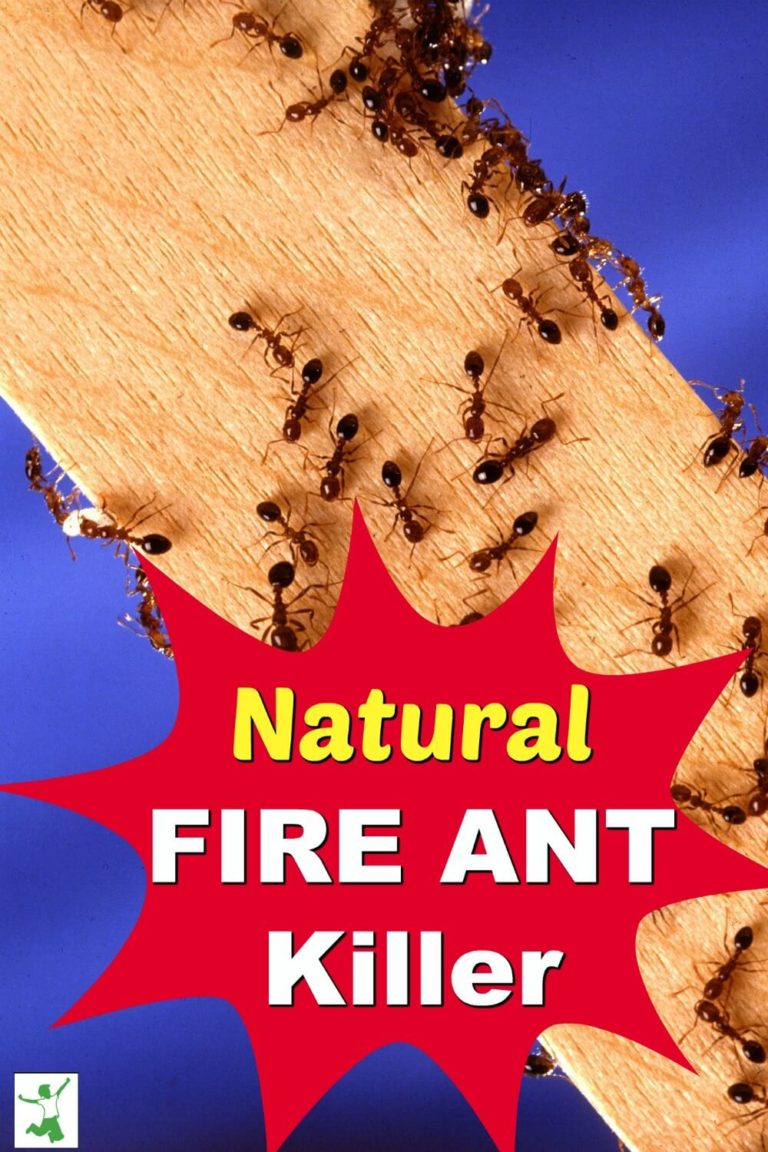 Fire Ant Killer That Works Fast (No Chemicals) Healthy Home Economist