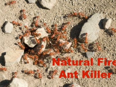 Natural Fire Ant Killer That Works FAST 1