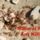 Natural Fire Ant Killer That Works FAST 1