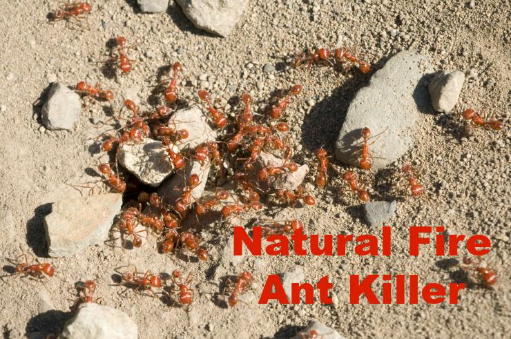 natural fire ant killer