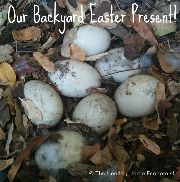 Mallard Duck Eggs Color