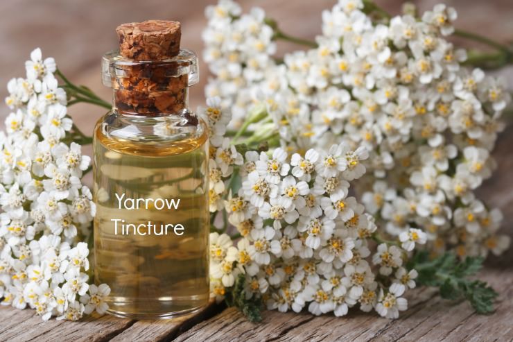 bottle of yarrow tincture on table with white flowers background