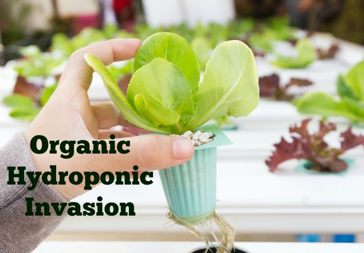hydroponic produce grown without soil