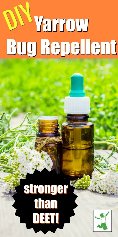 bottle of yarrow tincture with yarrow herb on table