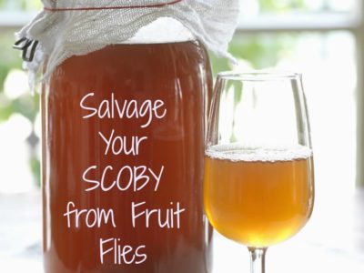 How to Save Your SCOBY from a Fruit Fly Infestation