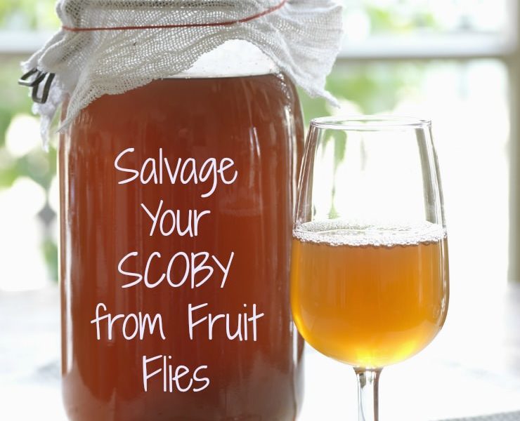 save scoby from fruit flies