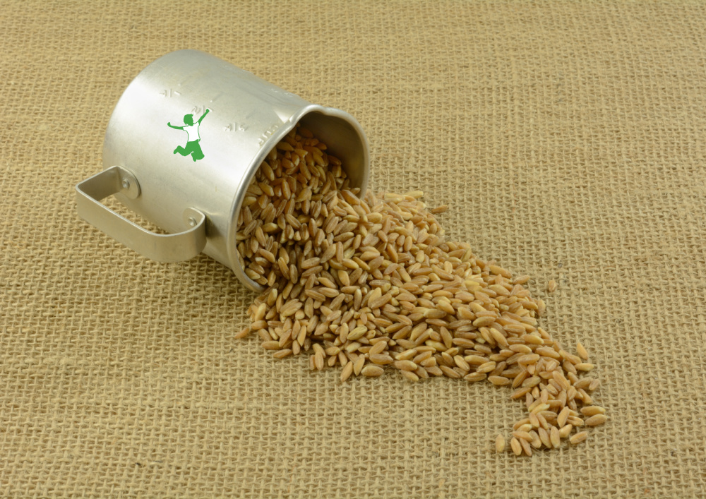 best farro spilling out of stainless steel cup onto a burlap mat