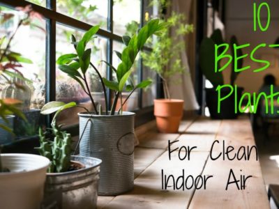 Top 10 House Plants for Clean Indoor Air