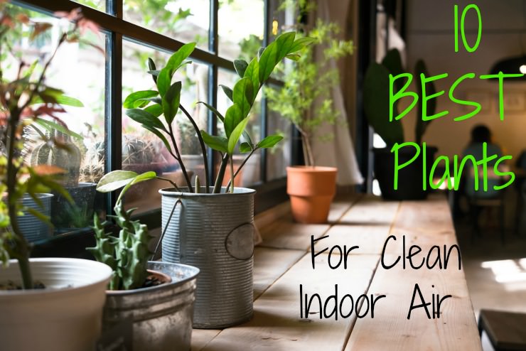 house plants for clean indoor air