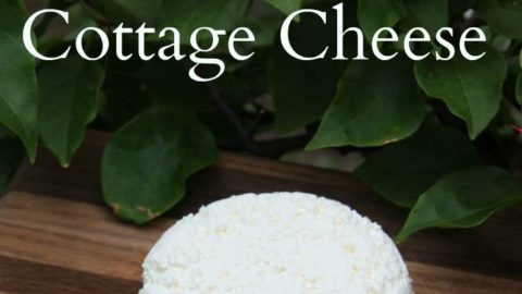 Probiotic Perfect Cottage Cheese The Healthy Home Economist