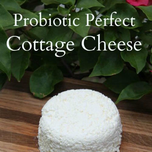 Probiotic Perfect Cottage Cheese Healthy Home Economist