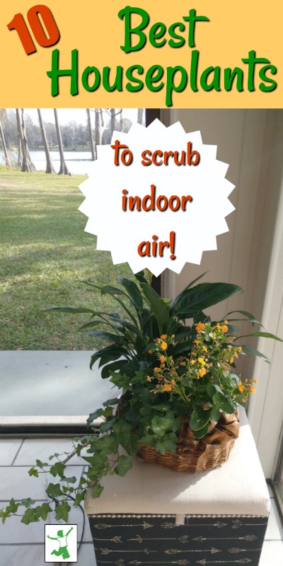 air scrubbing indoor plants