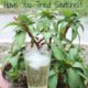 Switchel (Haymakers Punch). Nature's Healthy Gatorade 1