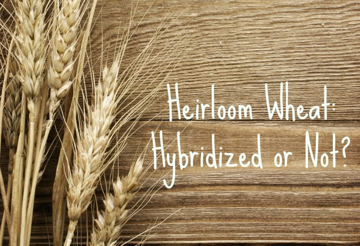 heirloom wheat