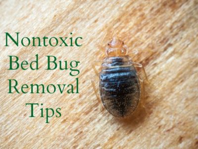 Getting Rid of Bed Bugs Naturally and Effectively
