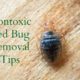 Getting Rid of Bed Bugs Naturally and Effectively