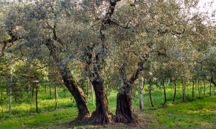 Ancient olive tree