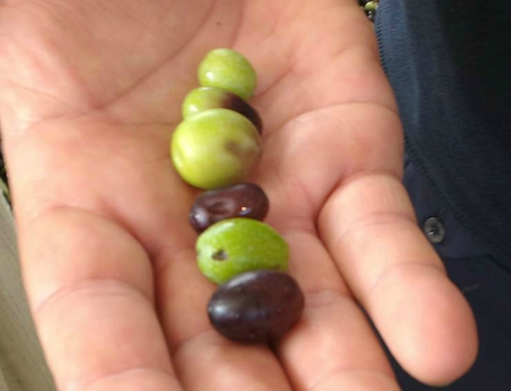 a handful of ancient olives