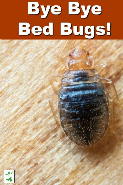 bed bug removal