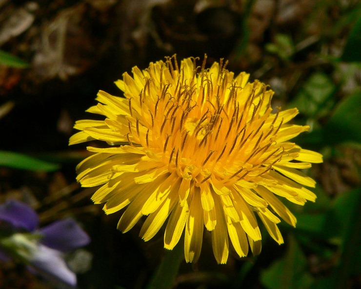 dandelion flower