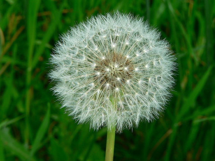 dandelion seed head