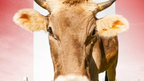 How to Get Raw Milk in Canada (easily and legally)