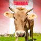 How to Get Raw Milk in Canada (easily and legally)