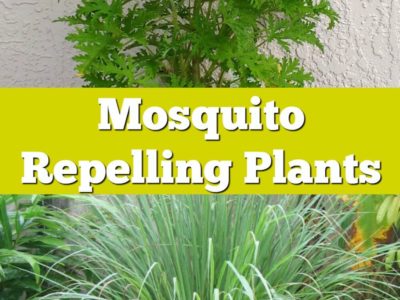 types of citronella mosquito plants in pots