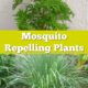 types of citronella mosquito plants in pots