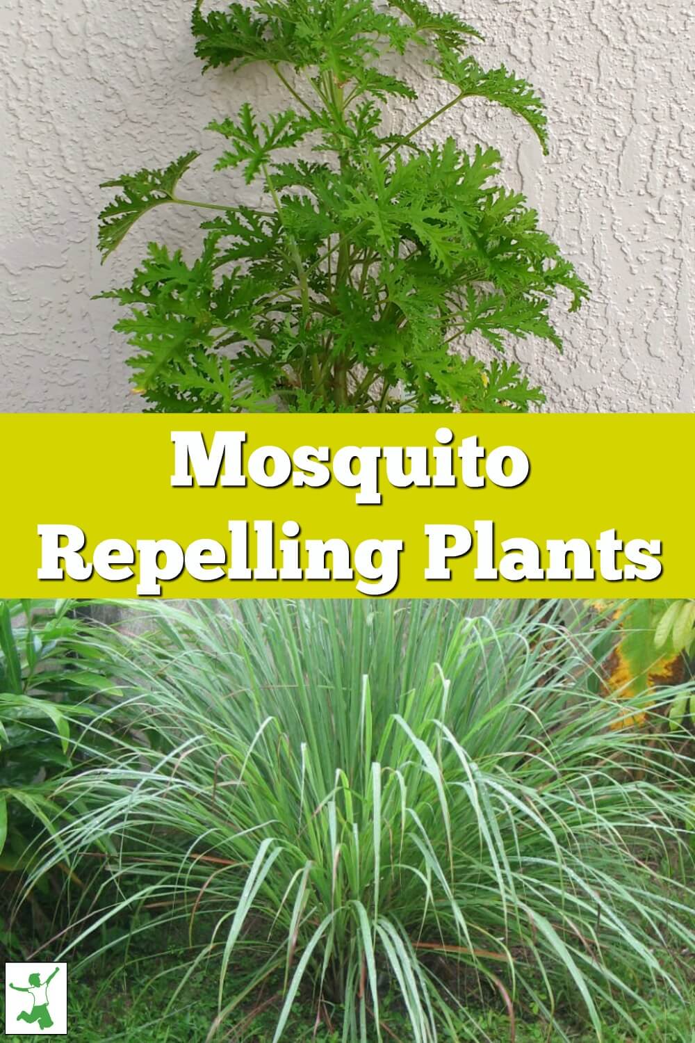 Citronella Mosquito Repellent Or Consumer Hoax Healthy Home Economist