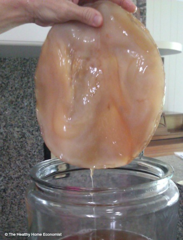 bacterial cellulose in kombucha scoby
