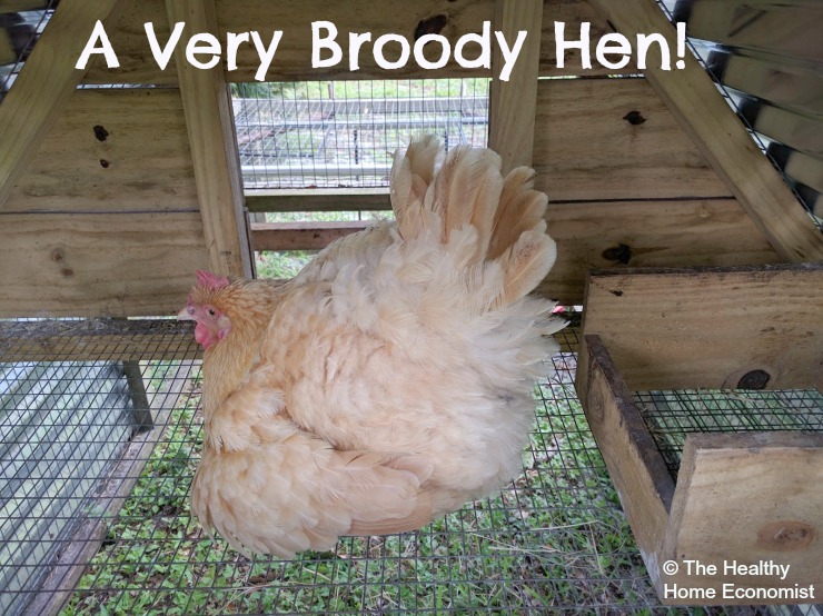 broodiness in a hen