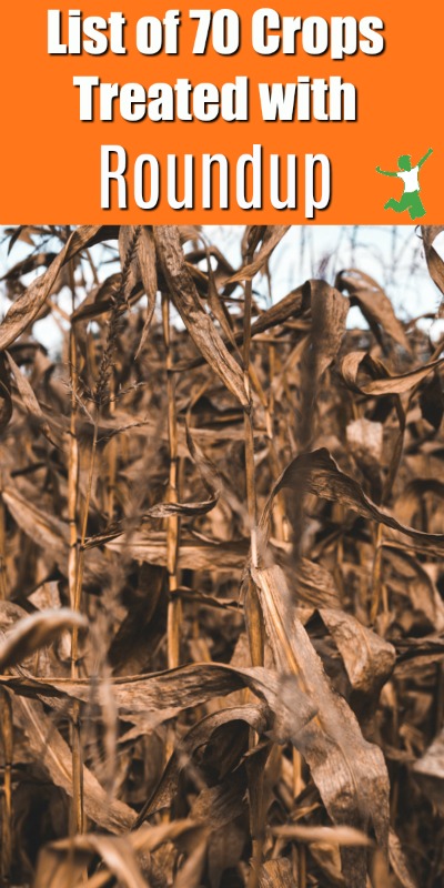 desiccated corn plants in a field