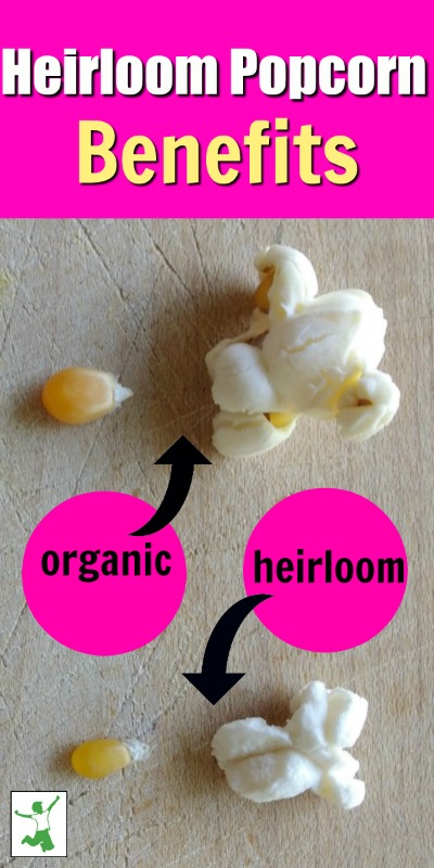 kernels of hybrid and heirloom popcorn