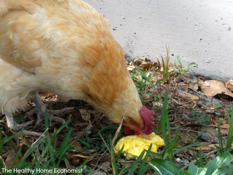 How and What to Feed a Sick Chicken | The Healthy Home ...