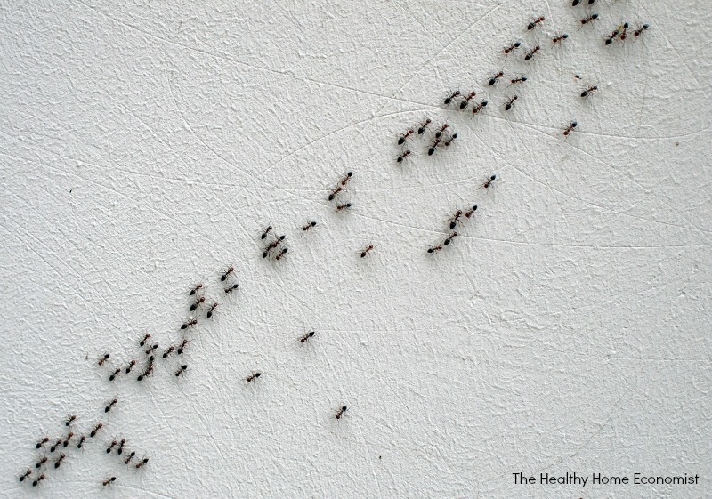 how to get rid of ants in the house quickly