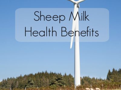 sheep milk benefits