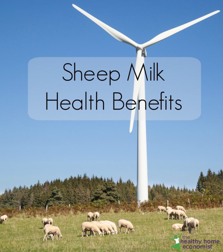Benefits of Sheep Milk Compared with Other Types of Dairy Healthy