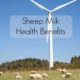 sheep milk benefits