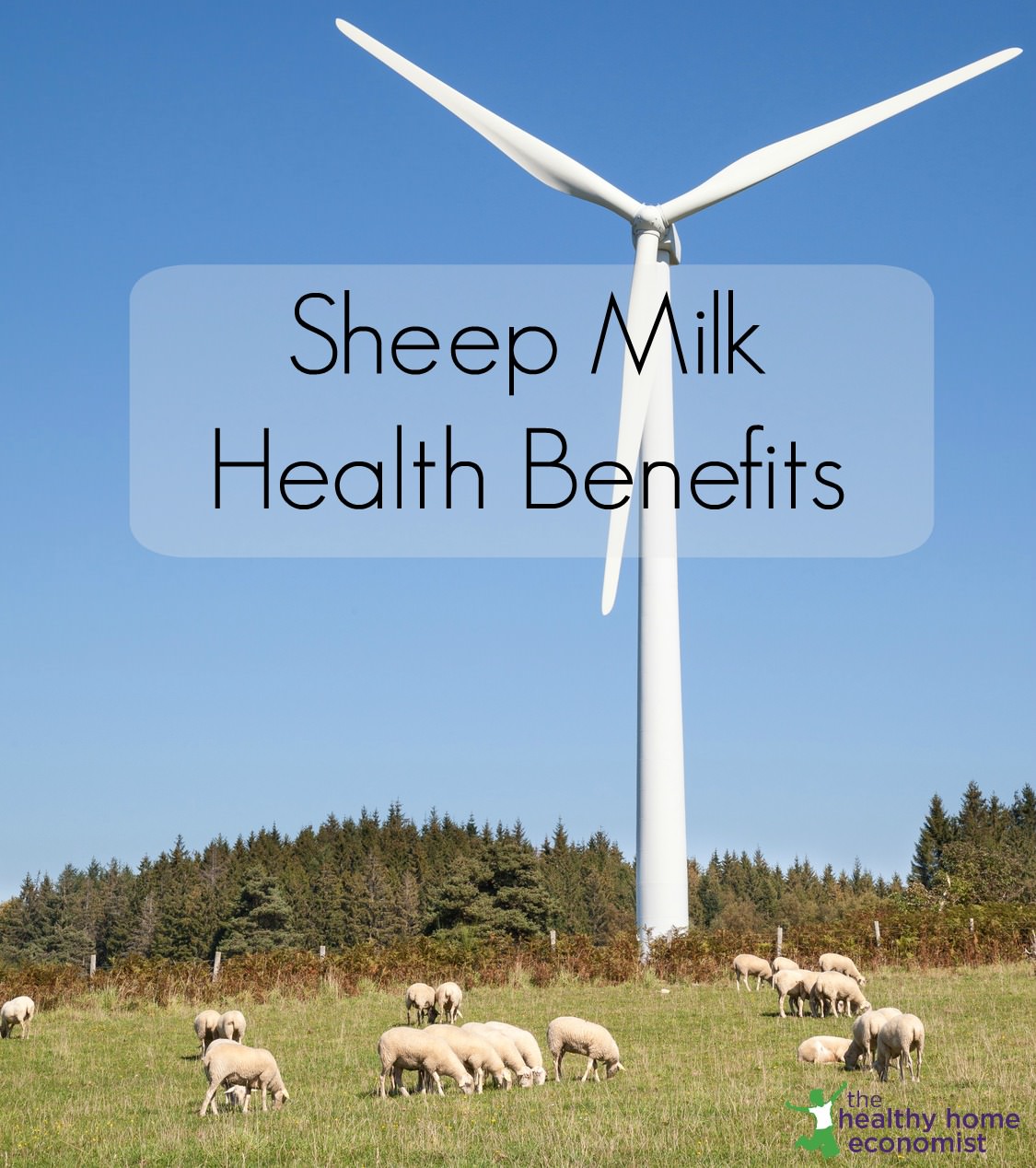 sheep milk benefits