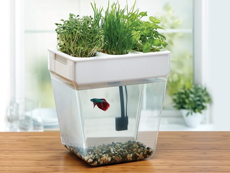 aquaponic water garden