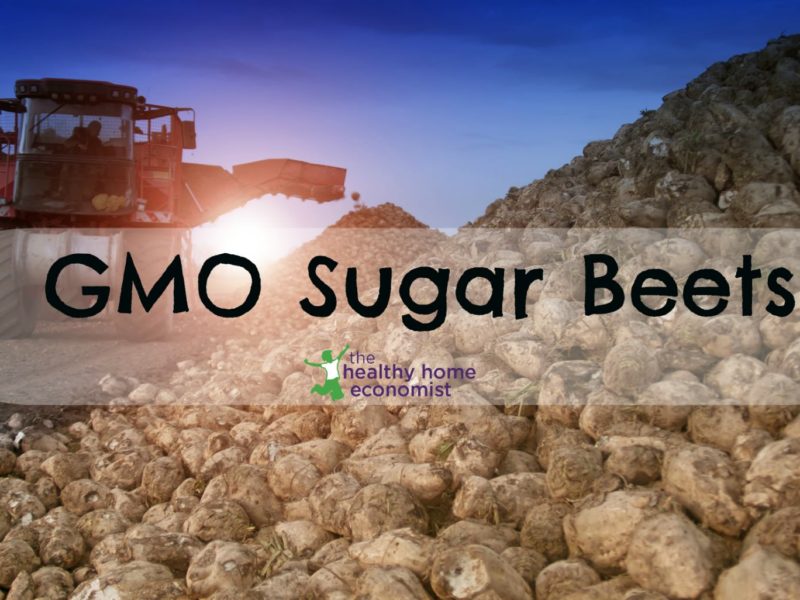 harvesting of gmo sugar beets