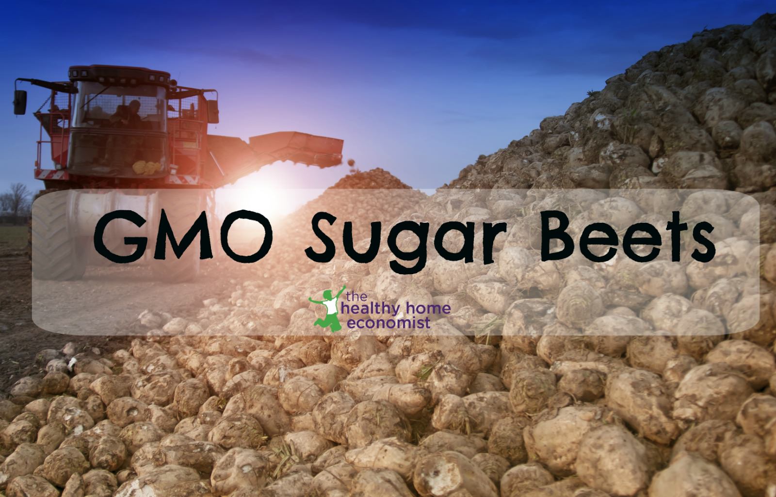 Why is BEET SUGAR So Deadly for People and the The Healthy Home Economist