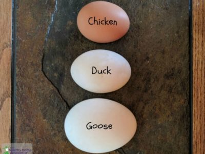 goose eggs