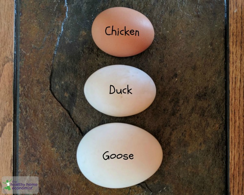 goose eggs