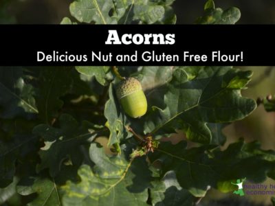 Acorns as Food. How to Gather, Prepare and Enjoy