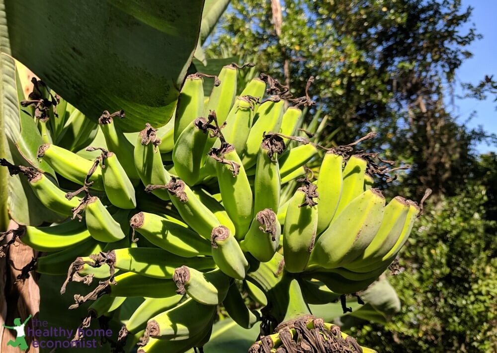 bunch of green bananas to make flour