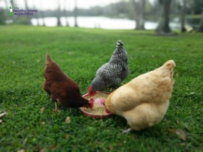 Keeping Backyard Chickens. Top 6 Tips for Making it Easy! 1