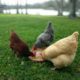 Keeping Backyard Chickens. Top 6 Tips for Making it Easy! 1